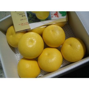 画像2: 高知県産　お買い得商品【お薦め温室ブンタン】　5ｋ入り　（自宅用）