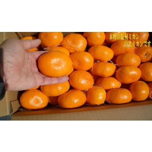 画像2: ほんとに美味しい高知県産　露地物山北　温州ミカン　【贈り物】【自宅】