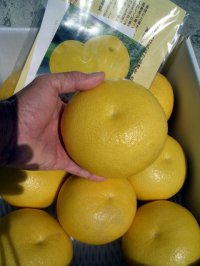 高知県産　お買い得商品【お薦め温室ブンタン】　5ｋ入り　（自宅用）