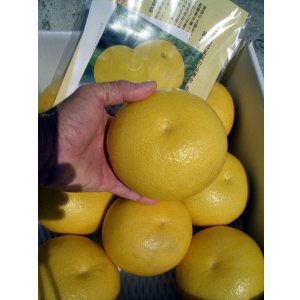 画像1: 高知県産　お買い得商品【お薦め温室ブンタン】　5ｋ入り　（自宅用）