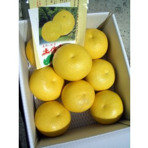 画像4: 高知県産　お買い得商品【お薦め温室ブンタン】　5ｋ入り　（自宅用）