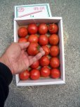画像2: 果物の様な美味しいフルーツトマト　小箱１Ｋ入り【税込み・送料別】 (2)