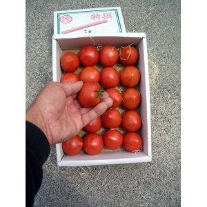 画像2: 果物の様な美味しいフルーツトマト　小箱１Ｋ入り【税込み・送料別】