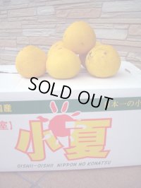 高知県産温室栽培　わけあり　小夏（こなつ）自宅用　5ｋ入り　4,000円