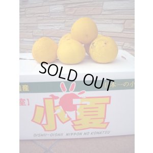 画像1: 高知県産温室栽培　わけあり　小夏（こなつ）自宅用　5ｋ入り　4,000円