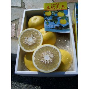 画像1: 【最高級品】 高知県産　産地直送　温室ぶんたん　５Ｋ入り　贈答用・自宅用