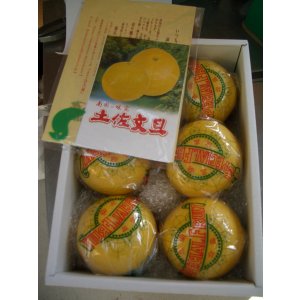 画像1: 【最高級】高知県産　産地直送　温室ぶんたん　３Ｋ入り　贈答用・自宅用