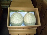高知県産（自宅用・わけあり）　美味しいメロン　2玉入り　3,800円