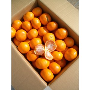 画像3: ほんとに美味しい高知県産　露地物山北　温州ミカン　【贈り物】【自宅】