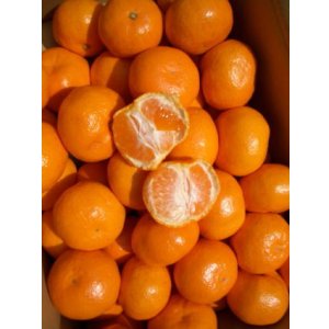 画像1: ほんとに美味しい高知県産　露地物山北　温州ミカン　【贈り物】【自宅】