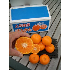 画像2: 香り豊なポンカン　【自宅用・贈答用】５Ｋ入り一箱　2,500円