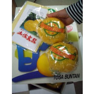 画像1: 【特選】文旦　化粧箱入り　2Ｌ　9玉入り