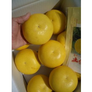 画像1: 本場　土佐文旦　【２Lサイズ　9玉入り　秀品】　自宅、贈答用