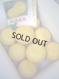 本場　土佐文旦　【3Lサイズ　8玉入り　秀品】　自宅・贈答用