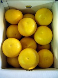 本場の土佐文旦　美味しい【２Ｌサイズ】　10k入りです