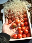 画像3: 果物の様なトマト「フルーツトマト」 ２Ｋ入り【税込み・送料別】　     (3)