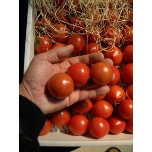 画像2: 果物の様なトマト「フルーツトマト」 ２Ｋ入り【税込み・送料別】　    