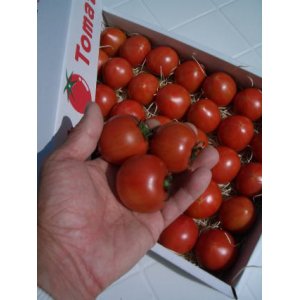 画像1: 果物の様なトマト「フルーツトマト」 ２Ｋ入り【税込み・送料別】　    