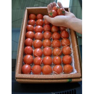 画像4: 果物の様なトマト「フルーツトマト」 ２Ｋ入り【税込み・送料別】　    
