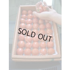 画像4: 【最高級品】果物の様なトマト「フルーツトマト」 約２Ｋ入り【税込み・送料別】　    
