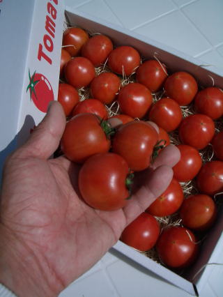 果物の様なトマト「フルーツトマト」 ２Ｋ入り【税込み・送料別】　    