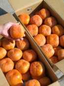 画像: 今が旬の高知県産　次郎柿（じろうかき）