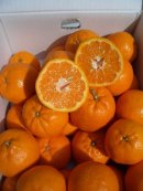 画像: とくひろ屋の安くても美味しいポンカンですNew !