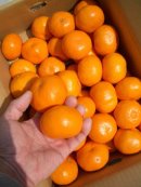 画像: 高知県　山北産　温州みかん　美味しい本物です　