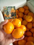 画像: 産地直送　高知県の美味しい　山北ミカンです　（贈答、自宅用）