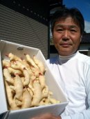画像: 2025年度　ハウス栽培【新生姜】の販売を始めました