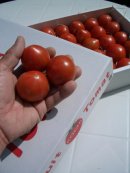 画像: 【果物のような　トマトです　フルーツ・トマト】