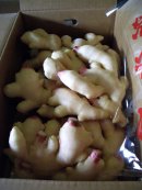 画像: 2026年　高知産　ハウス新生姜の販売を始めました