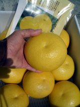 画像: 高知県産　お買い得商品【お薦め温室ブンタン】　5ｋ入り　（自宅用）