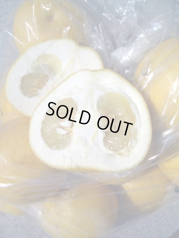 画像5: 2025年　高知県産　露地栽培　【わけあり文旦】　10ｋ　袋入り　（自宅用）