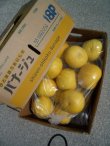 画像4: 2025年　高知県産　露地栽培　【わけあり文旦】　10ｋ　袋入り　（自宅用）