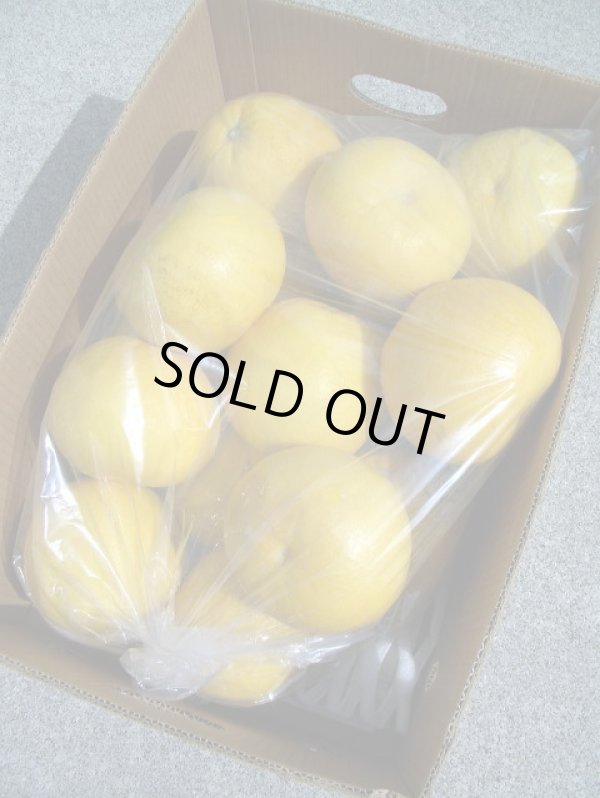 画像3: 2025年　高知県産　露地栽培　【わけあり文旦】　10ｋ　袋入り　（自宅用）