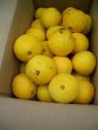 画像3: 高知県産温室栽培　わけあり　小夏（こなつ）自宅用　5ｋ入り　4,000円