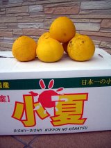 画像: 高知県産温室栽培　わけあり　小夏（こなつ）自宅用　5ｋ入り　4,000円（税込・送料別）