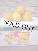画像: 高知県産温室栽培　わけあり　小夏（こなつ）自宅用　5ｋ入り　4,000円