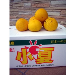 画像: 高知県産温室栽培　わけあり　小夏（こなつ）自宅用　5ｋ入り　4,000円（税込・送料別）