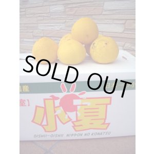画像: 高知県産温室栽培　わけあり　小夏（こなつ）自宅用　5ｋ入り　4,000円