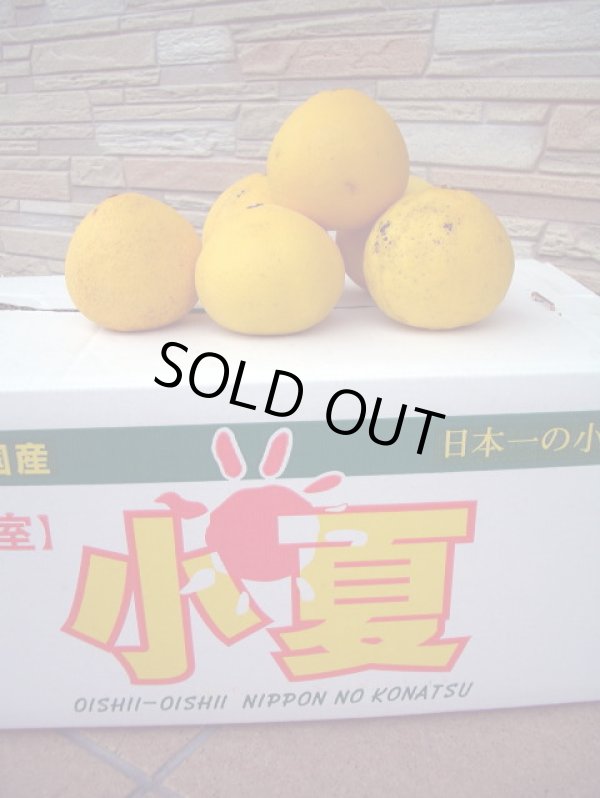 画像1: 高知県産温室栽培　わけあり　小夏（こなつ）自宅用　5ｋ入り　4,000円