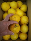 画像2: 高知県産温室栽培　わけあり　小夏（こなつ）自宅用　5ｋ入り　4,000円