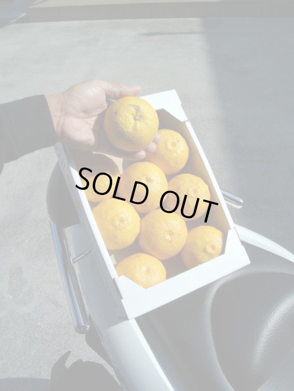 画像2: 高知県産　本物の　【ゆず玉】　です （一箱・約 2ｋ入り）