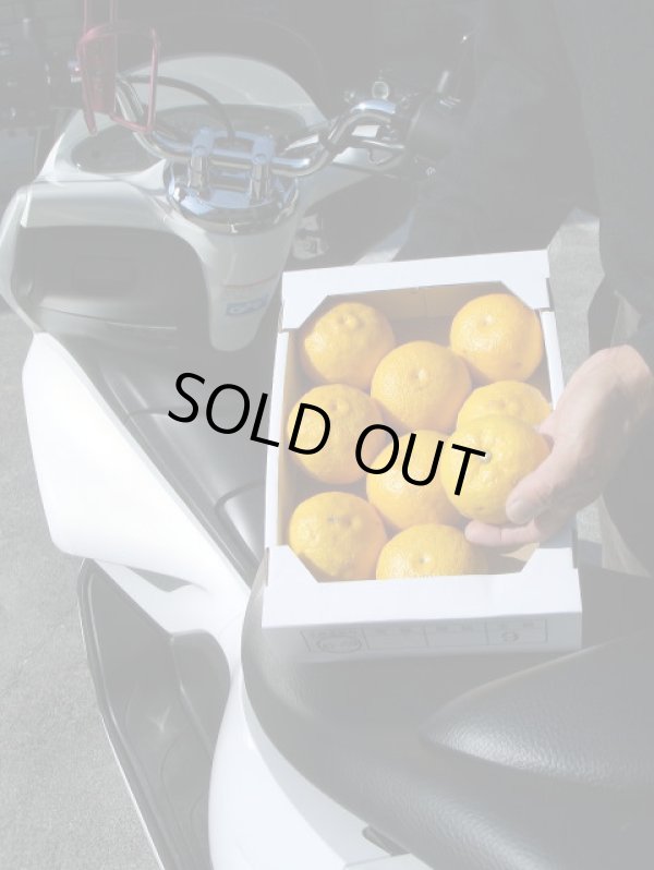 画像3: 高知県産　本物の　【ゆず玉】　です （一箱・約 2ｋ入り）