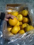 画像2: 2025年　高知県産　露地栽培　【わけあり文旦】　10ｋ　袋入り　（自宅用）