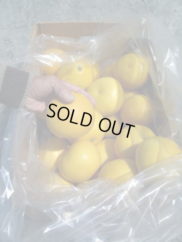 画像2: 2025年　高知県産　露地栽培　【わけあり文旦】　10ｋ　袋入り　（自宅用）