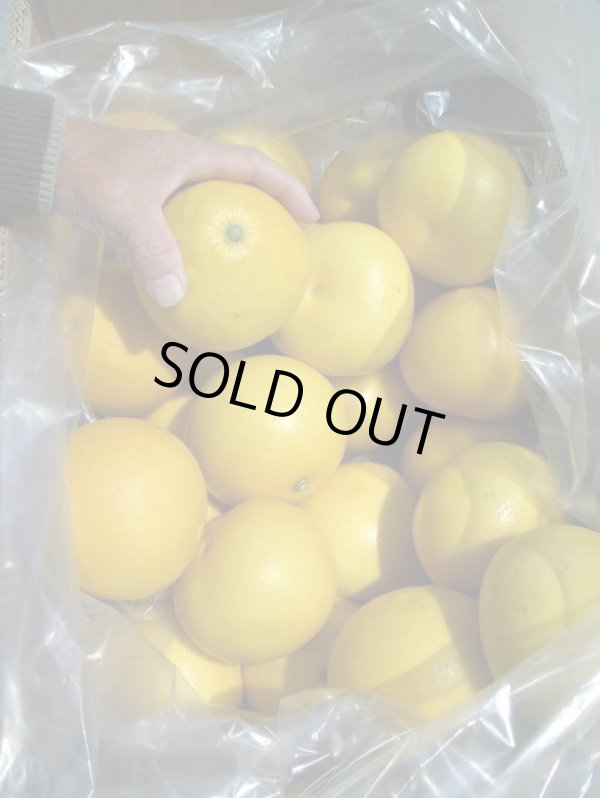 画像1: 2025年　高知県産　露地栽培　【わけあり文旦】　10ｋ　袋入り　（自宅用）