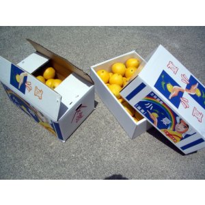 画像: 味の良い自宅用の小夏です　　5ｋ入り　【税込・送料別】