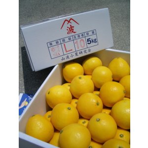 画像: お薦め出来る品物　高知県産　小夏、　贈答・自宅用